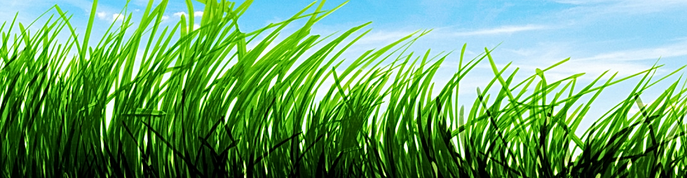 Green Grass in front of blue sky. Portland Trenchless Water Line Replacement Repair